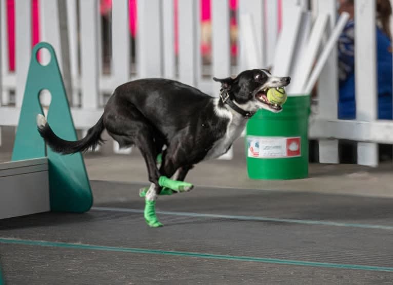 Zen, a Border Collie and Greyhound mix tested with EmbarkVet.com