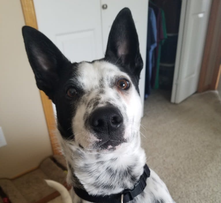 Sigmund, a Rat Terrier and Australian Cattle Dog mix tested with EmbarkVet.com
