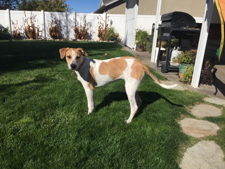 Canna, an American Pit Bull Terrier and Australian Cattle Dog mix tested with EmbarkVet.com