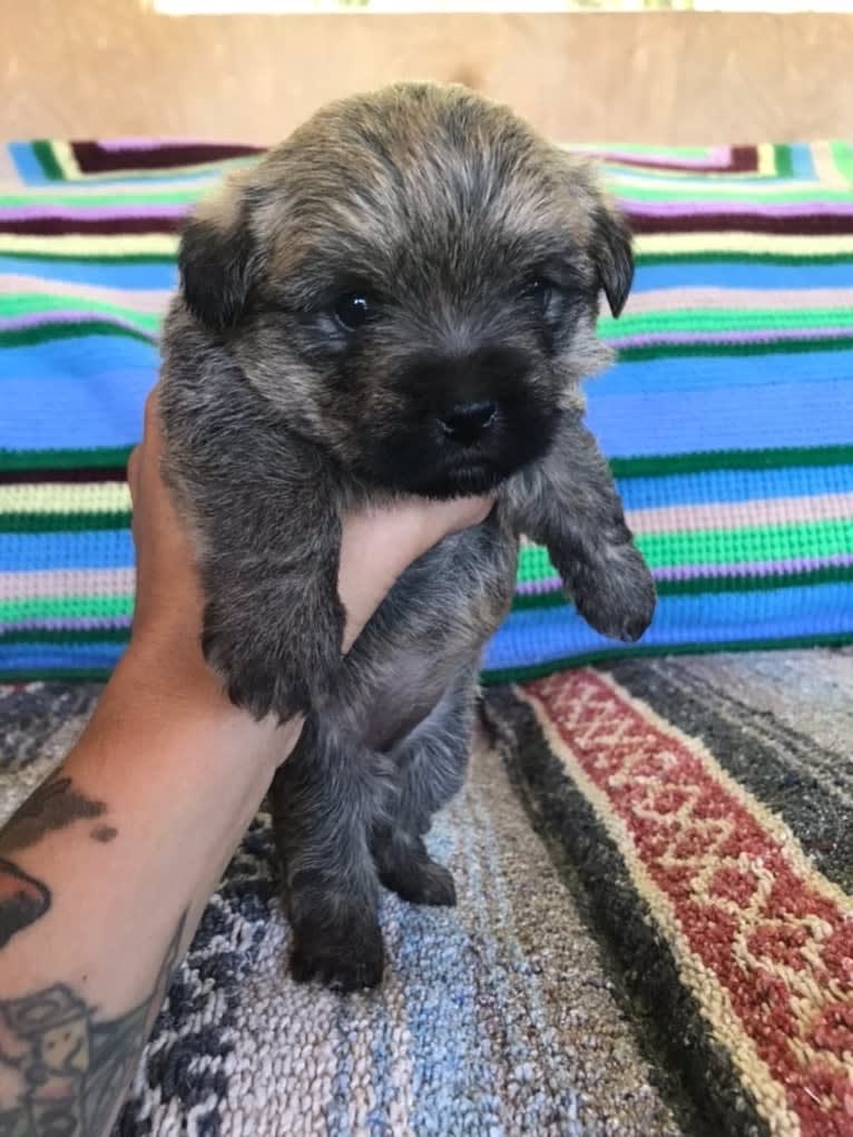 Luna, a Cairn Terrier and Poodle (Small) mix tested with EmbarkVet.com