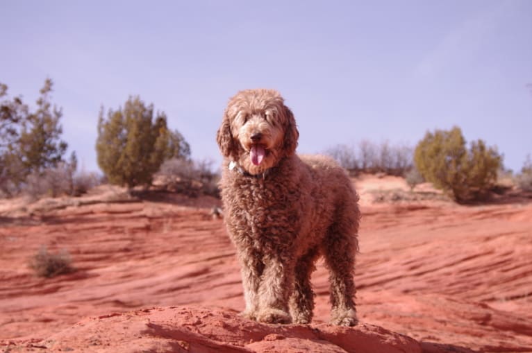 Maggie Sue, a Poodle (Standard) and Poodle (Small) mix tested with EmbarkVet.com