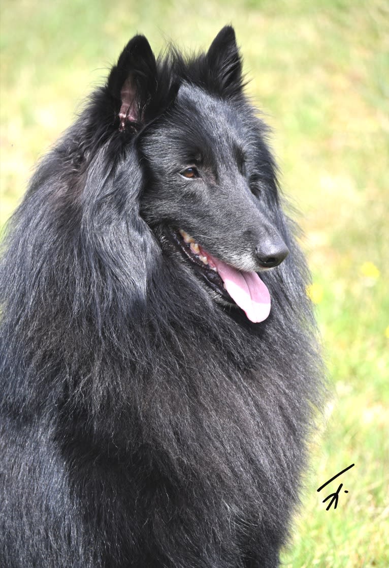 Franjo, a Belgian Shepherd tested with EmbarkVet.com