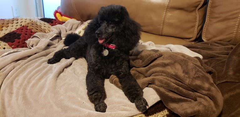 Cherry Bomb, a Poodle (Small) tested with EmbarkVet.com