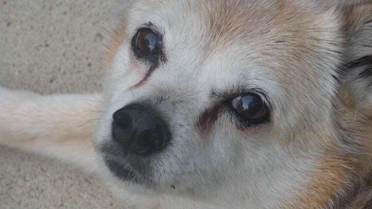 Lassie, a Pomeranian and Rat Terrier mix tested with EmbarkVet.com