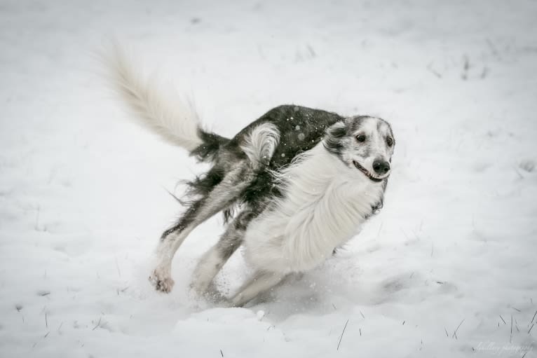 D'Artagnan, a Silken Windhound tested with EmbarkVet.com