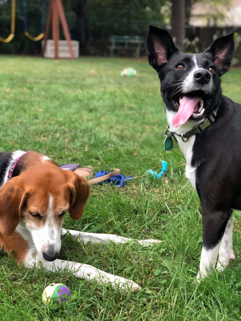 Jaci, a Rat Terrier and Collie mix tested with EmbarkVet.com