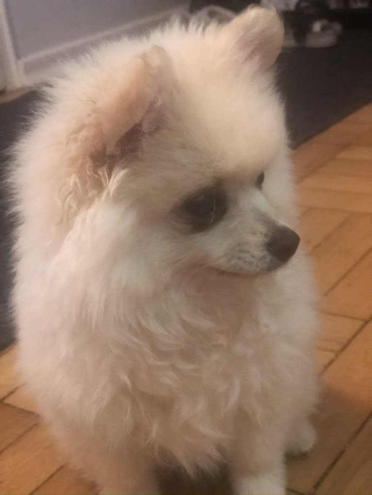 Lilith, a Pomeranian tested with EmbarkVet.com