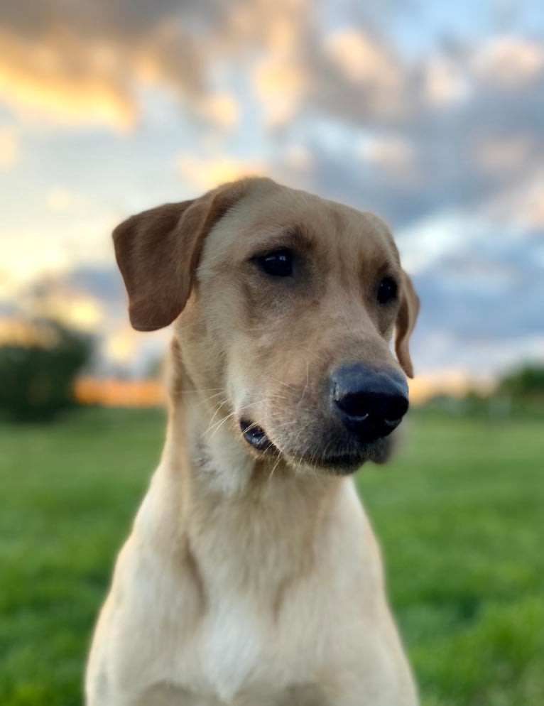 Journey, a Labrador Retriever tested with EmbarkVet.com