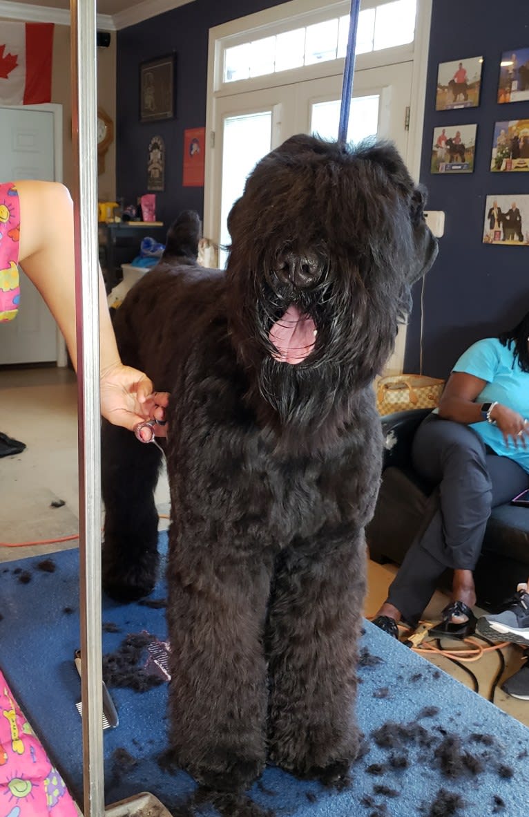 BAE, a Black Russian Terrier tested with EmbarkVet.com