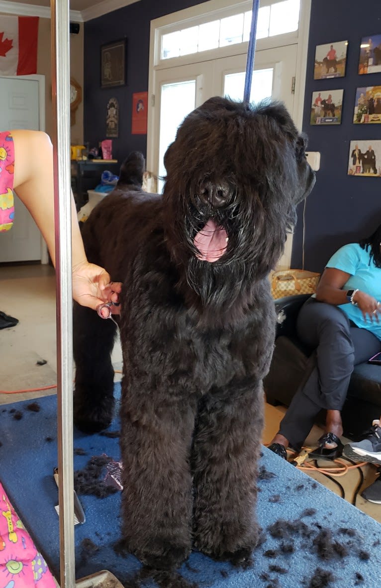 BAE, a Black Russian Terrier tested with EmbarkVet.com