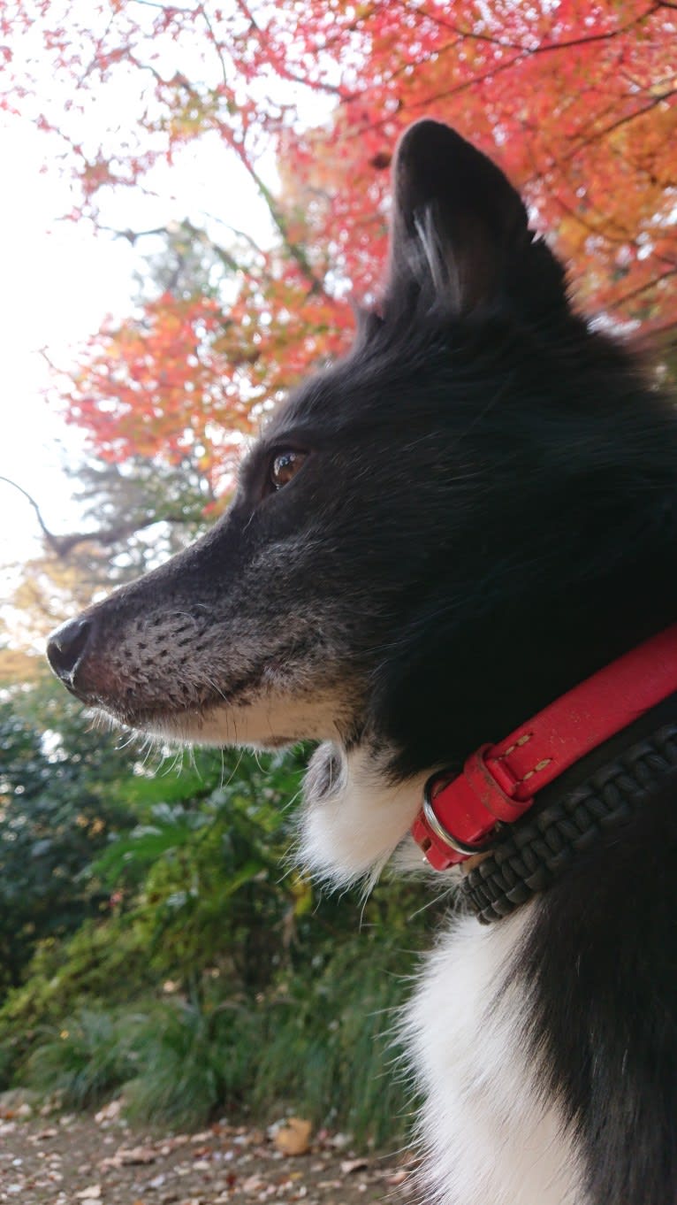 Kurotaro, an East Asian Village Dog and Shiba Inu mix tested with EmbarkVet.com