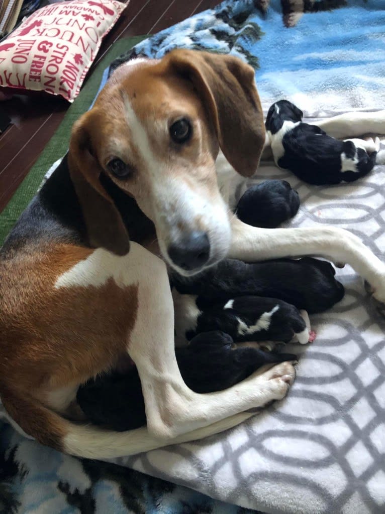 Celia, an American Foxhound tested with EmbarkVet.com