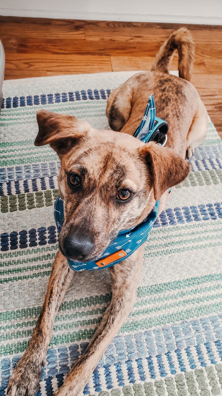 Josie, a Redbone Coonhound and American Pit Bull Terrier mix tested with EmbarkVet.com