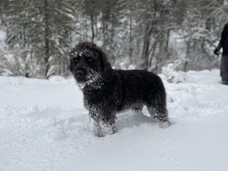 Leo, a Poodle (Standard) and Beagle mix tested with EmbarkVet.com