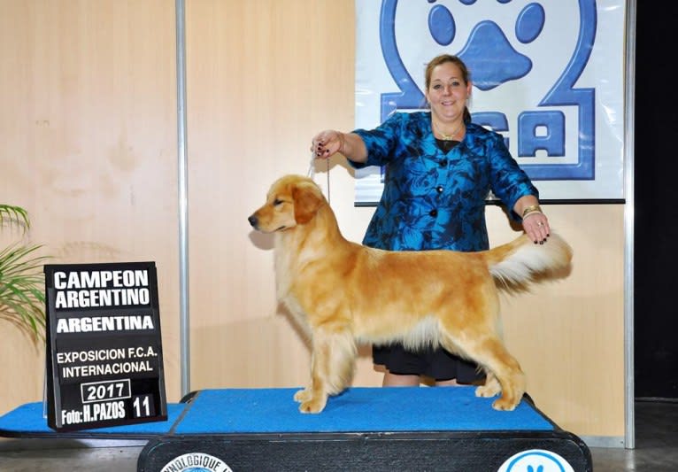 LIBERTY HENNA LISKA, a Golden Retriever tested with EmbarkVet.com