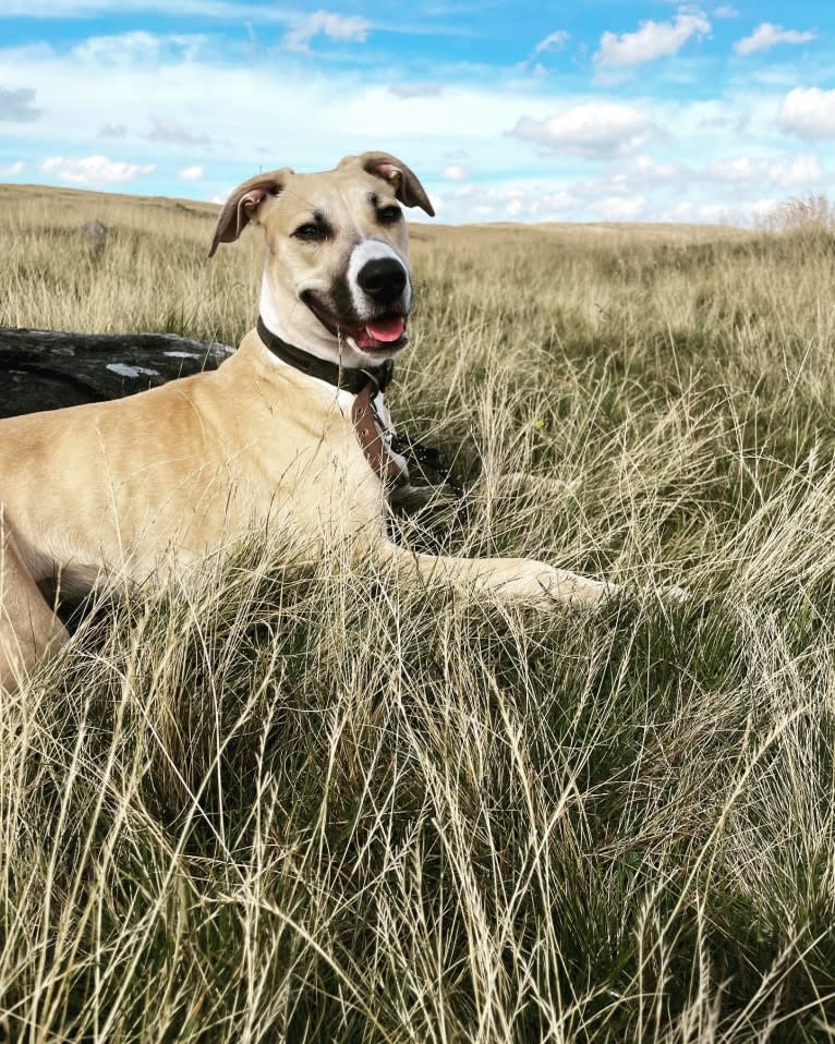 Sebastian, a Greyhound and American Pit Bull Terrier mix tested with EmbarkVet.com