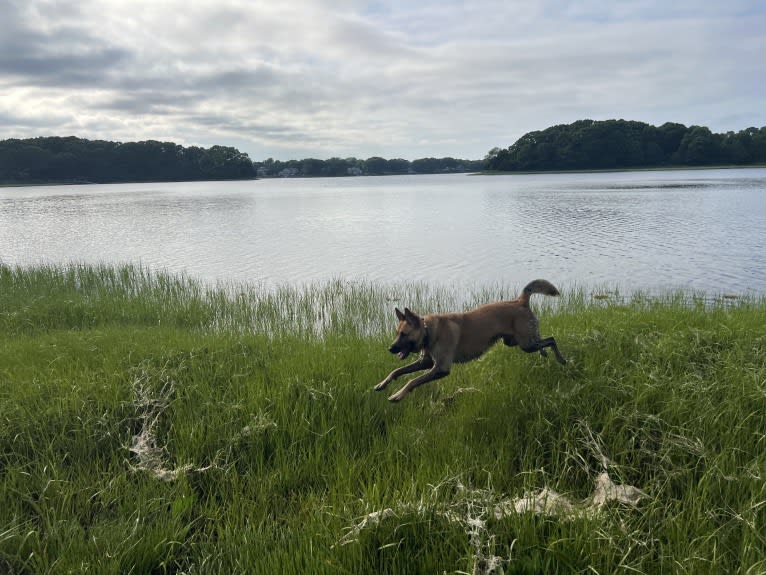 Everhett, a German Shepherd Dog and Australian Cattle Dog mix tested with EmbarkVet.com