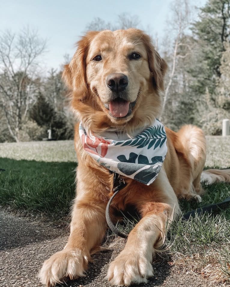 Marley, a Golden Retriever tested with EmbarkVet.com