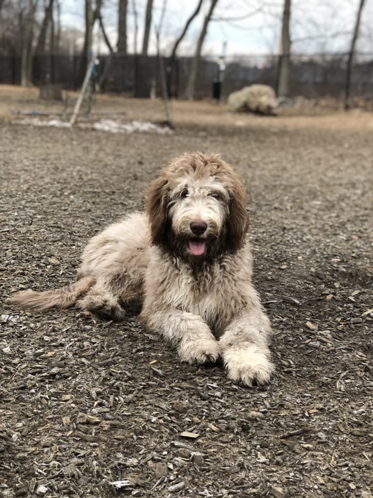 Roscoe, a Poodle (Standard) and Golden Retriever mix tested with EmbarkVet.com