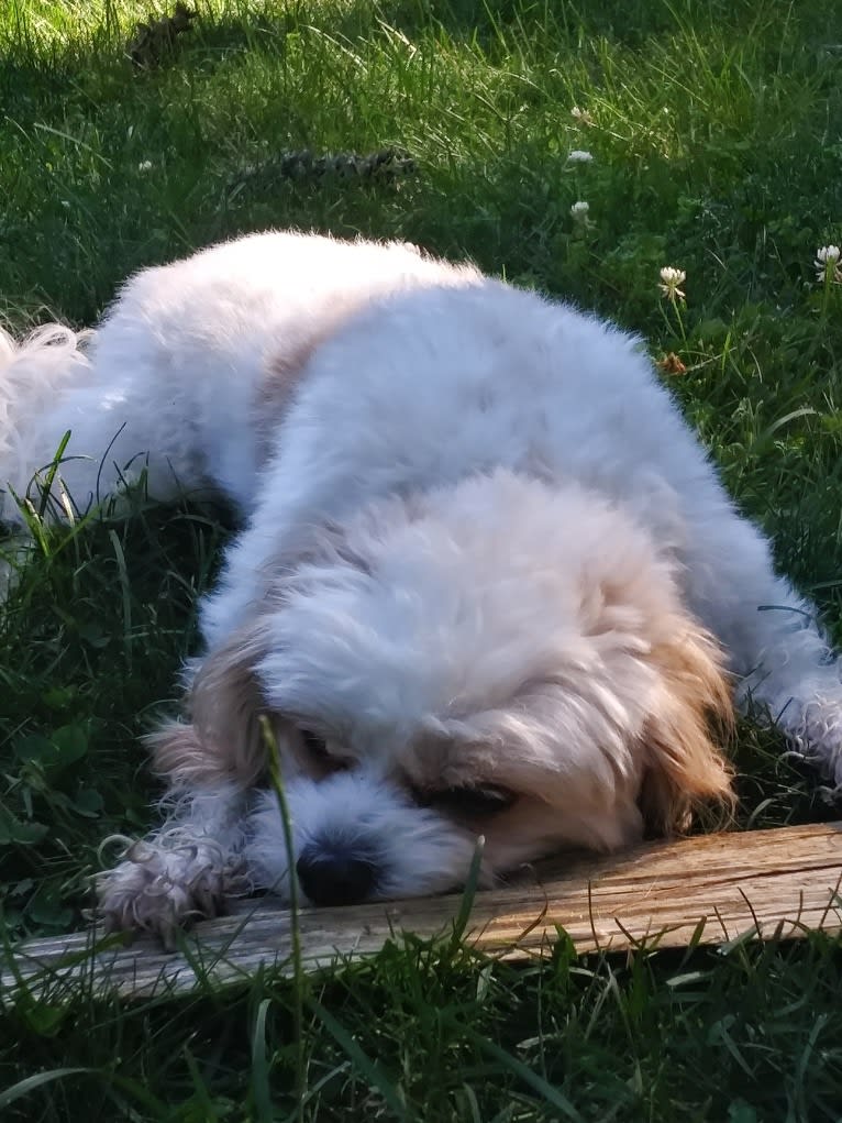 Willow, a Cavalier King Charles Spaniel and Poodle (Small) mix tested with EmbarkVet.com