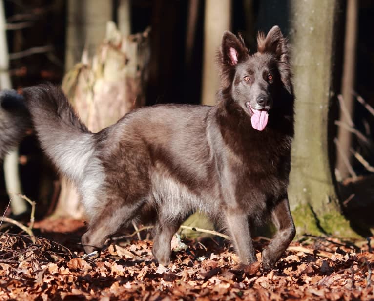Halo, a German Shepherd Dog tested with EmbarkVet.com