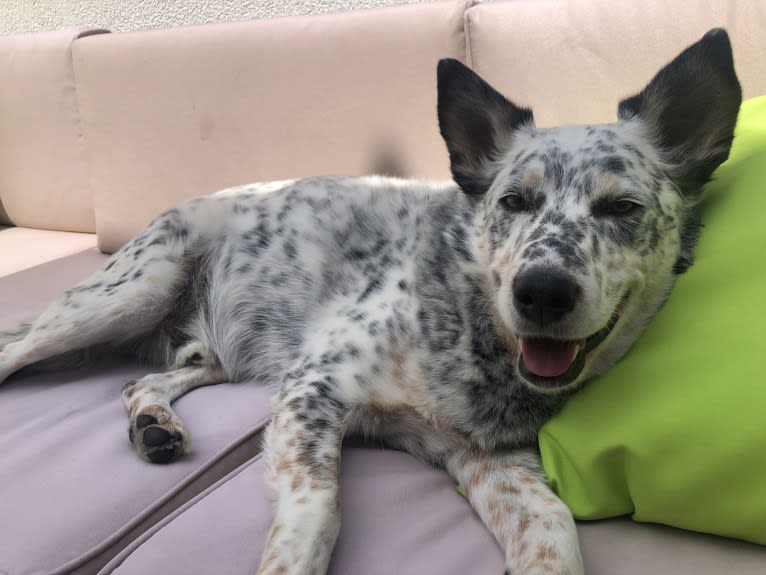 Dux, an Australian Cattle Dog and Border Collie mix tested with EmbarkVet.com