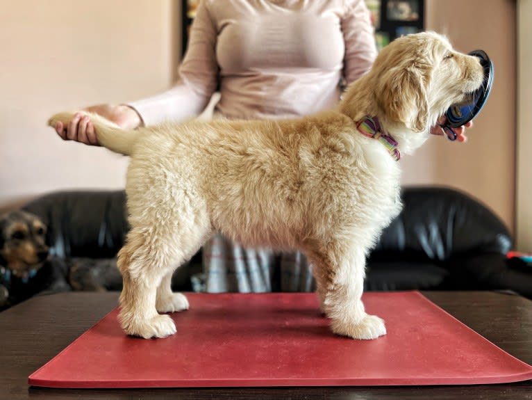 Alita, a Golden Retriever tested with EmbarkVet.com