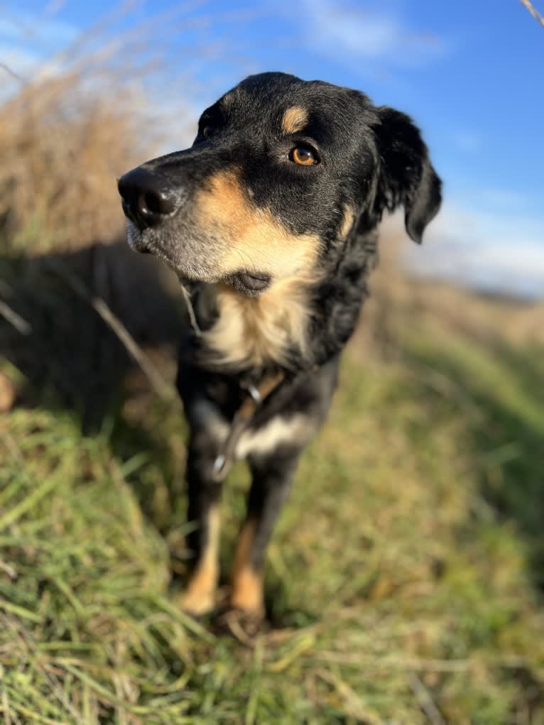 Cashew, a Border Collie and Labrador Retriever mix tested with EmbarkVet.com