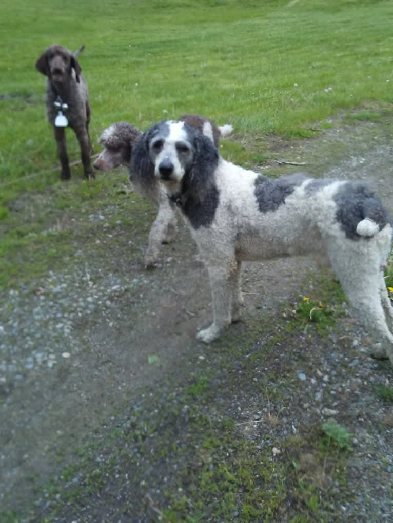 ENZO, a Poodle (Standard) tested with EmbarkVet.com