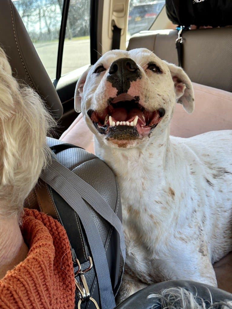 Tiptoe, an American Pit Bull Terrier and Great Pyrenees mix tested with EmbarkVet.com