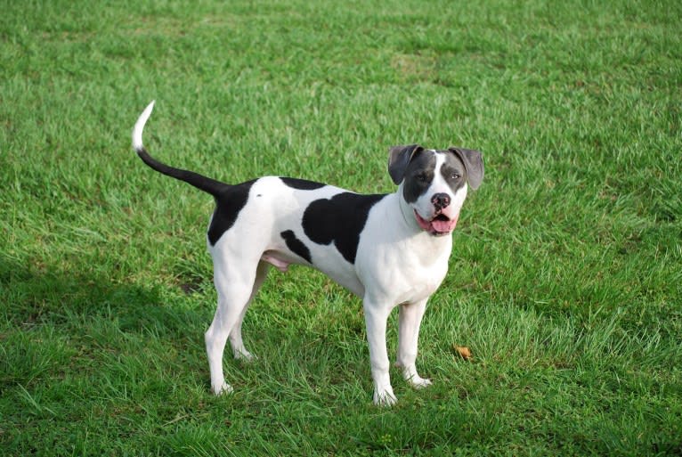 Cypress, an American Bully and American Pit Bull Terrier mix tested with EmbarkVet.com