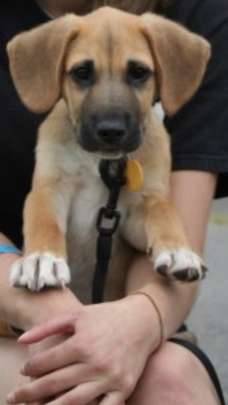 Prince, an American Pit Bull Terrier and Redbone Coonhound mix tested with EmbarkVet.com