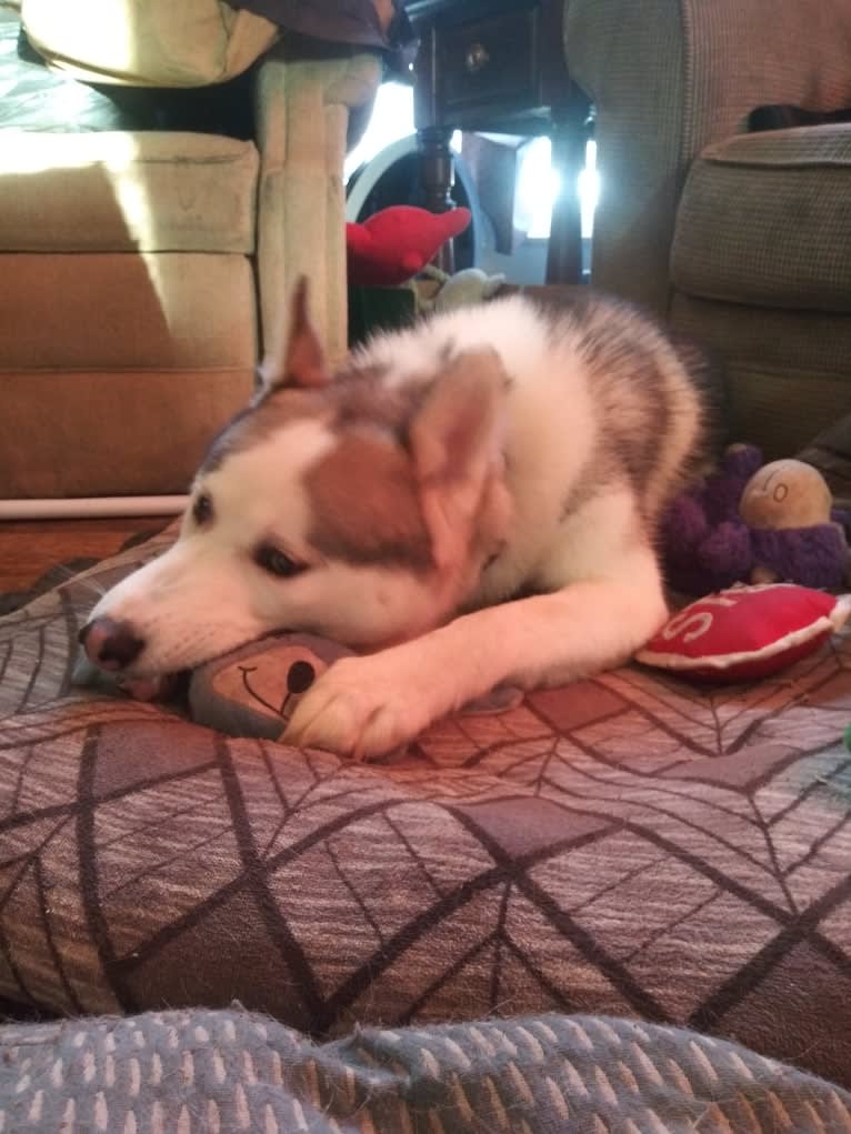 Everest, a Gerberian Shepsky tested with EmbarkVet.com