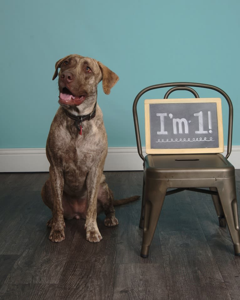 Athena, a Labrador Retriever and American Pit Bull Terrier mix tested with EmbarkVet.com