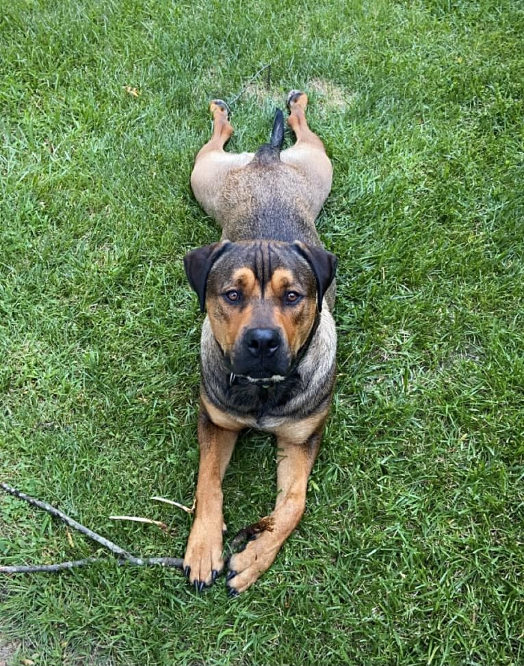 Lenny, a Rottweiler and American Pit Bull Terrier mix tested with EmbarkVet.com