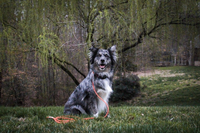 Dakota, an Australian Shepherd tested with EmbarkVet.com