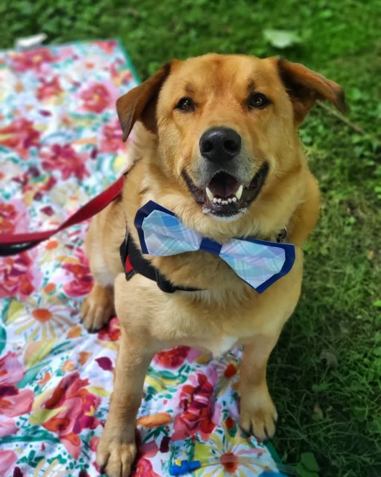 Buddy, an Alaskan Malamute and American Pit Bull Terrier mix tested with EmbarkVet.com