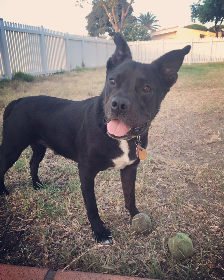 Prince Charming, a Boston Terrier and American Pit Bull Terrier mix tested with EmbarkVet.com