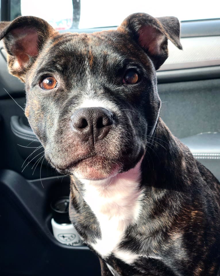 Player, a Staffordshire Bull Terrier tested with EmbarkVet.com