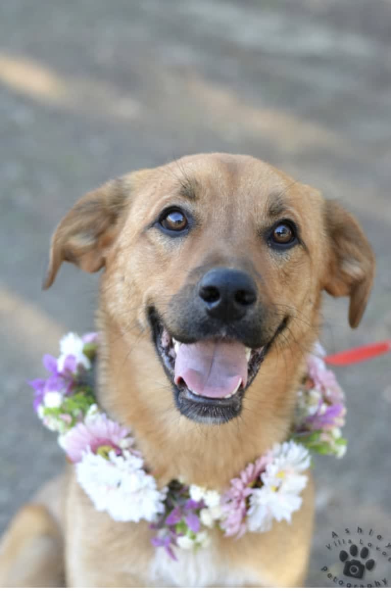 Daisy Mae, a Great Pyrenees and Australian Cattle Dog mix tested with EmbarkVet.com