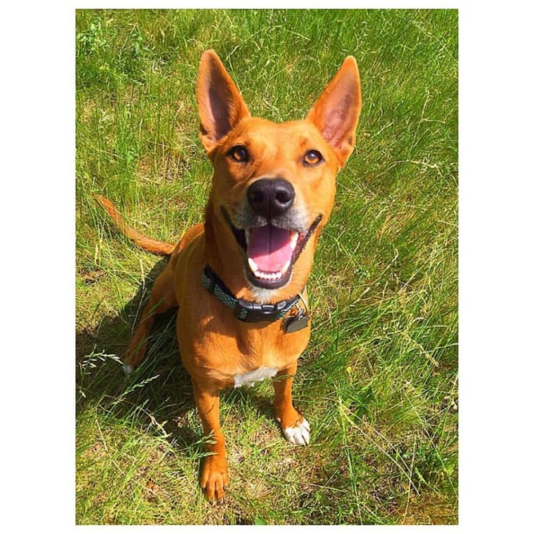Chai, a Staffordshire Terrier and Labrador Retriever mix tested with EmbarkVet.com