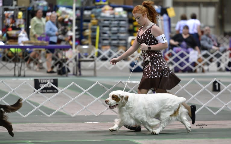 Cruise, a Clumber Spaniel tested with EmbarkVet.com