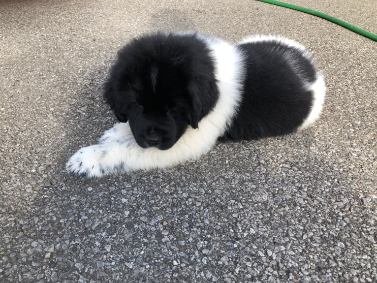 Luna, a Newfoundland tested with EmbarkVet.com