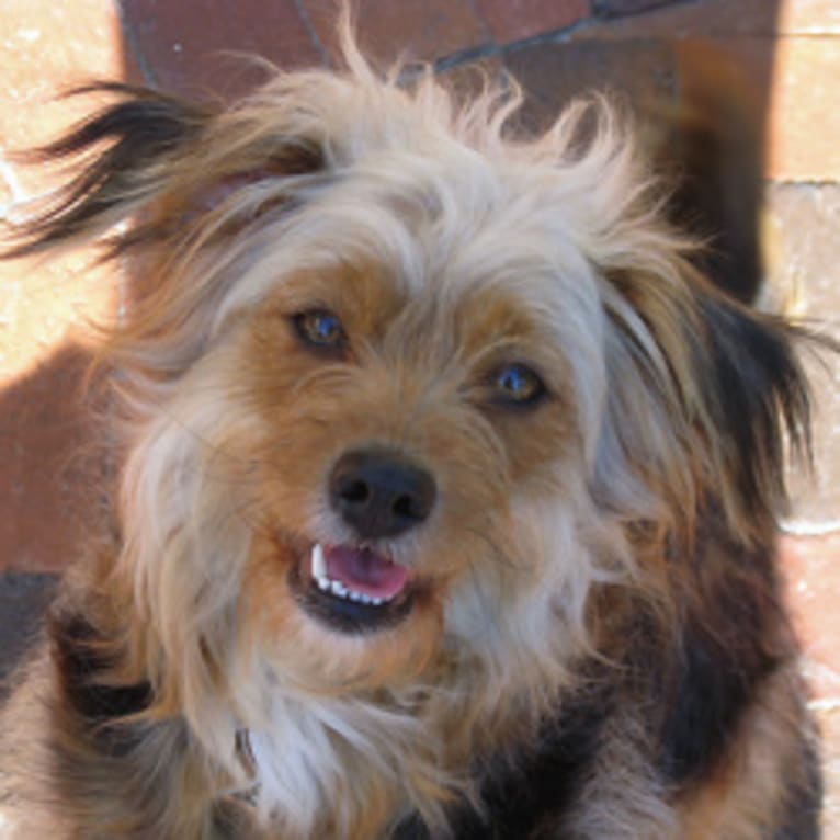 Maxine (Max), a Rat Terrier and Lhasa Apso mix tested with EmbarkVet.com