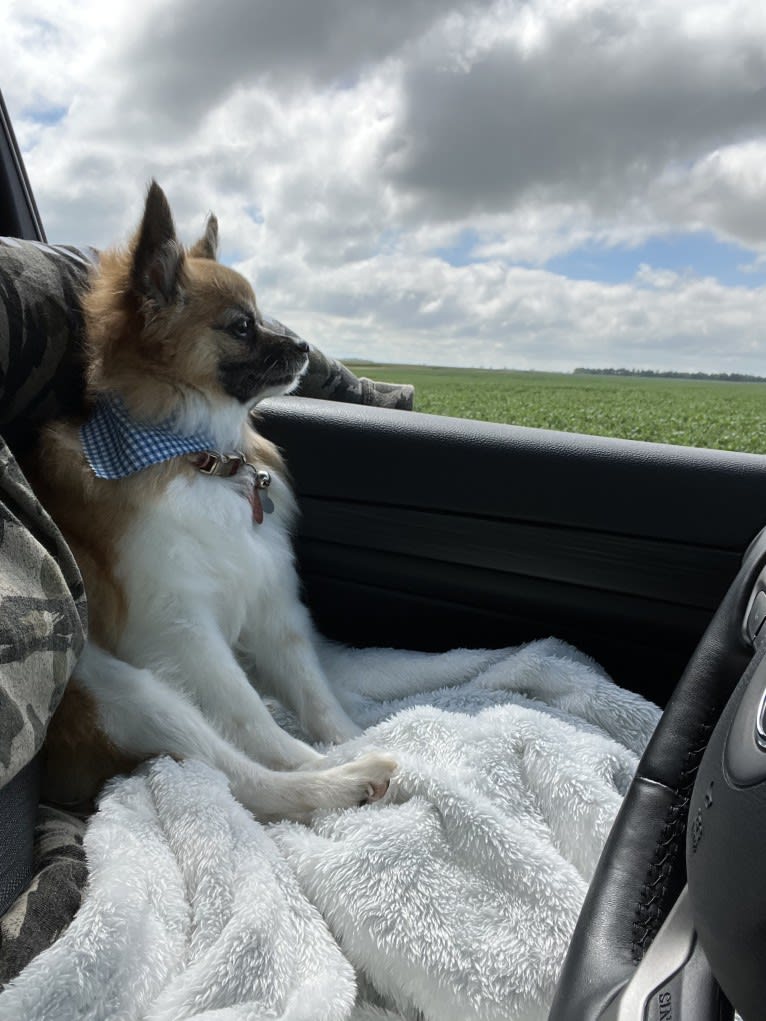 Taz, a Papillon tested with EmbarkVet.com