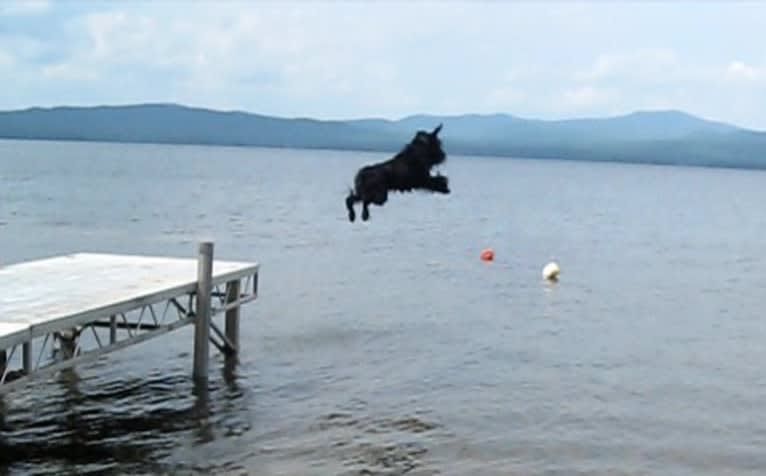 Seamus, a Standard Schnauzer tested with EmbarkVet.com