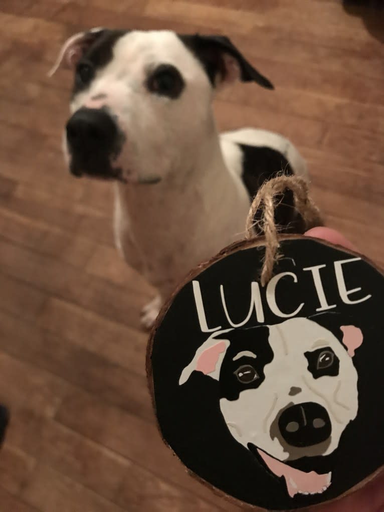 Lucie, an American Pit Bull Terrier and Boxer mix tested with EmbarkVet.com