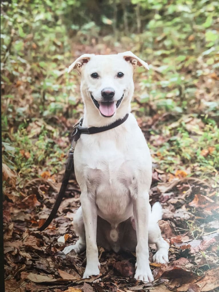 Jax, a Labrador Retriever and Russell-type Terrier mix tested with EmbarkVet.com