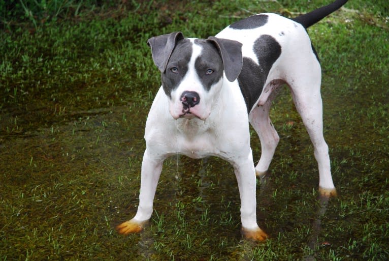 Cypress, an American Bully and American Pit Bull Terrier mix tested with EmbarkVet.com