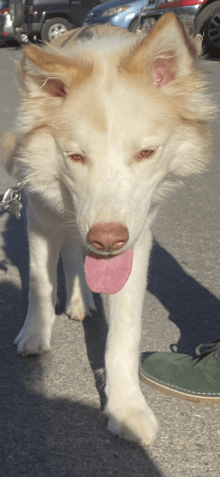 Odie, a Siberian Husky and Australian Cattle Dog mix tested with EmbarkVet.com